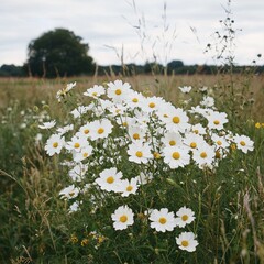 White Cosmos Flowers in a Summer Meadow