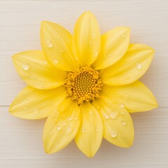 Yellow Dahlia Flower with Water Droplets on Wood