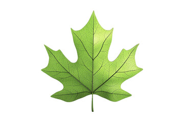 Isolated leaf symbol on nature image front view symbolism concept