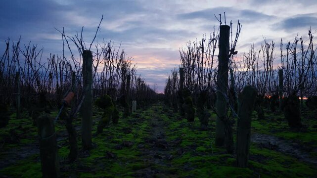 A quiet vineyard near Beaune reveals rows of dormant winter vines under a vivid sunrise, showcasing the raw beauty of Burgundy&rsquo;s wine culture and serene landscapes