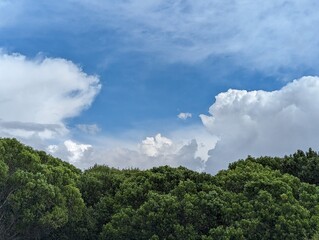 tree canopy with a view of a partially cloudy overcast sky