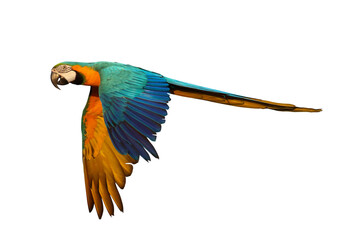 Colorful flying Blue and Gold Macaw parrot isolated on transparent background png file