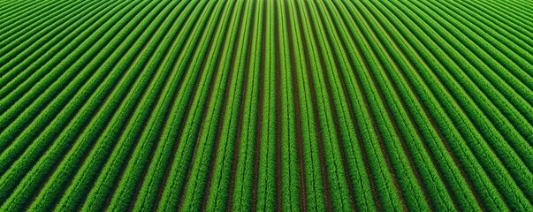 Obraz premium A vibrant green field with neatly arranged rows stretching across the landscape, showcasing the beauty of agriculture and cultivation.