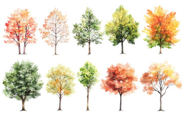 Autumn trees watercolor illustrations on transparency background with white environment for nature art concepts