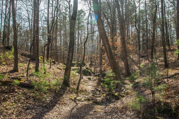 Obraz premium Every rustling leaf and chirping bird sings the song of the earth, Red Top Mountain State Park, Acworth, Georgia, United States of America
