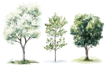 Obraz premium Watercolor tree illustrations on transparency background for nature art artistic viewpoint