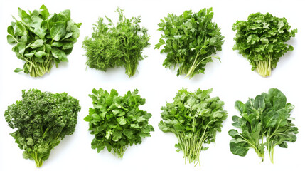 Naklejka premium Fresh herbs arranged beautifully on white background, showcasing vibrant greens