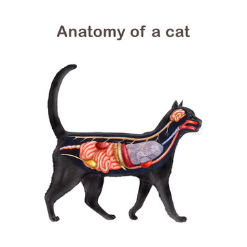 Cat inner anatomy scheme with black silhouette on white background. Hand drawn detailed illustration. Feline internal organs anatomical table. Anatomy of a cat for study, print, table, chart design