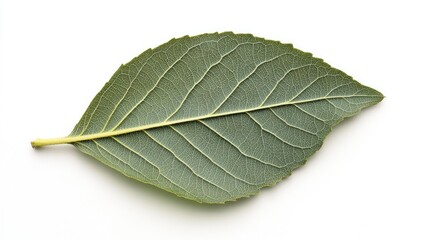 Obraz premium Single green leaf isolated on white background, showing detailed vein structure.