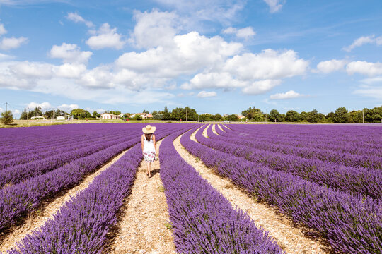  Woman walking in lavender field in summer, Provence, France