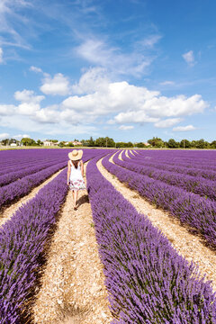  Woman walking in lavender field in summer, Provence, France