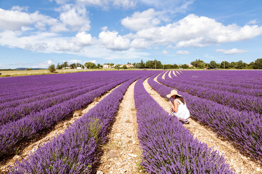 Woman picking up lavender in a field, Provence, France