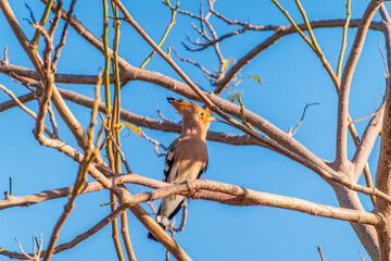 Eurasian Hoopoe, Upupa epops, on a dry tree branch.