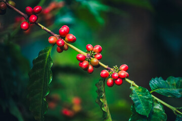 Café de El Salvador