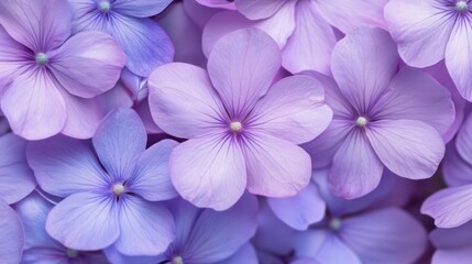 beautiful purple flowers in full bloom