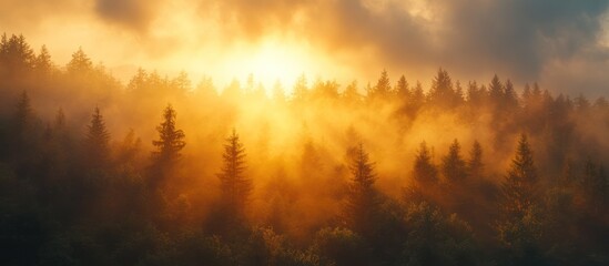 Naklejka premium Golden sunrise through a misty forest with sunlight illuminating the trees.