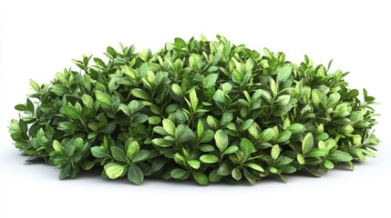 Obraz premium 74.A high-definition, realistic image of garden bushes with lush green foliage isolated on a white background. Each leaf is highly detailed, with visible texture and a natural sheen, creating a