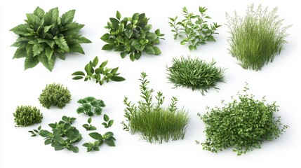 Obraz premium 81.A realistic 3D vector set featuring lush green grass blades, small fresh herbs, and compact bushes isolated on a white background. Each element is detailed with subtle textures and vibrant shades