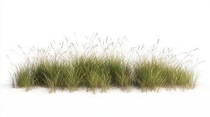 Fototapeta premium 63.A 3D-rendered row of savanna grass in various shades of green and brown, with dense clumps of tall, wispy blades. The grass is slightly curved as if swaying in the wind, showcasing the dry and