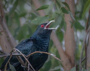 A male Eastern Koel, a bird from the cuckoo family with a red eye and black feathers, sits in a tree and calls for a mate for hours in Arundel wetlands on the Gold Coast in Queensland, Australia.