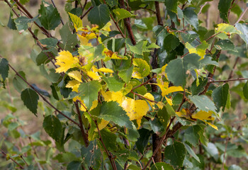 plants with ripe fruits, autumn colors in nature in the rays of the sun