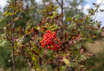 plants with ripe fruits, autumn colors in nature in the rays of the sun