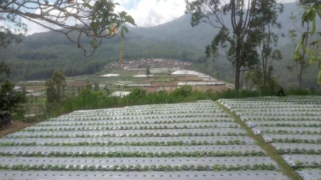 The cool and beautiful scenery on Nirwana Hill.
