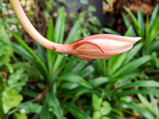 Bud of Disocactus anguliger flower