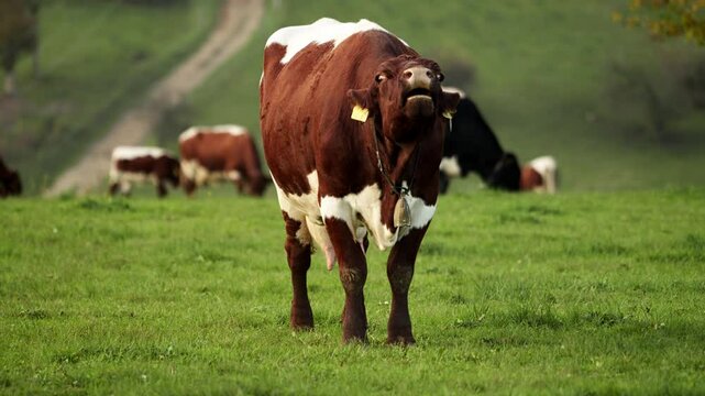 Agricultural livestock animals moo sound, countryside location