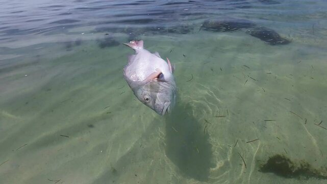 Mutton Snapper fish dead float on caribbean sea, Sunny day in tropical island