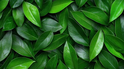 Lush Green Leaf Background  Nature Texture  Foliage  Plant  Ecology  Botany