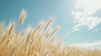 Fototapeta premium Expansive Golden Wheat Field with Tall, Feathery Stalks Swaying in the Warm Breeze under a Brilliant Blue Sky