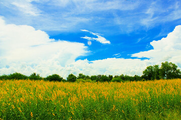 Scenery of a field of yellow flowers.