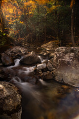 黄色に色づく美しい森と流れる川
