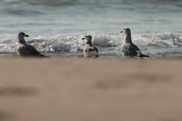 Seagull on the beach. Selective focus. Bird background.