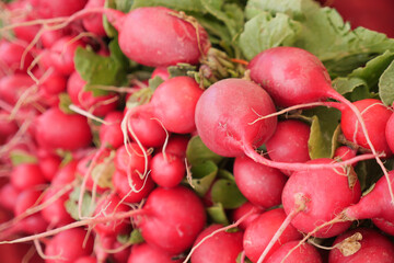 Fresh Organic Radishes with Green Leaves Available for Purchase at Market