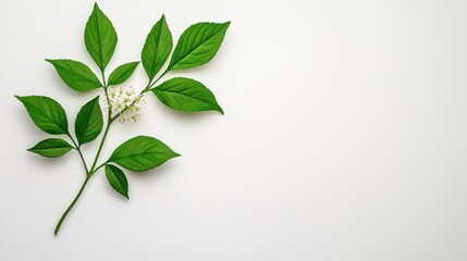 Fototapeta premium A photostock of a delicate elderflower sprig on a plain white background, showcasing intricate details of the blossoms for herbal and natural themes. High Quality