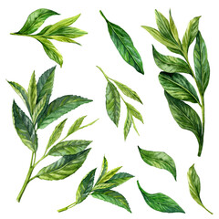 watercolor  clip art set of  Green  tea sprouts and leaves