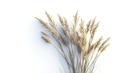 Fototapeta premium wheat ears isolated on white