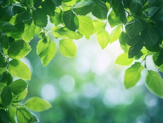 Obraz premium Green leaves creating the heart shape blurred nature background.