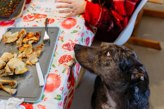 dog sitting next to the festive table sniffing the food of the owners