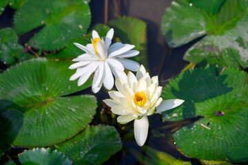 Close-up of a lotus flower in a pond