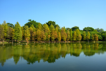 Woods by the lake, natural scenery