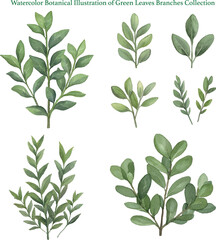 Fototapeta premium Watercolor Botanical Illustration of Green Leaves Branches Collection