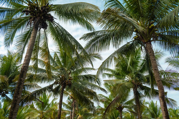 Fototapeta premium high view of coconut tree farm in the morning