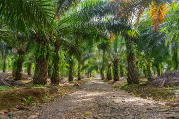 Obraz premium palm oil trees plantation with unpaved road in the morning