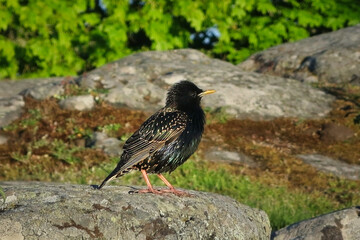 Common starling, Sturnus vulgaris, perched on a rock. The iridescent sheen in the plumage is due to the structure of the feathers.