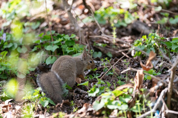 森の中で木の実を探すニホンリス