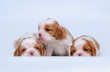 small newborn dog puppy cavalier king charles spaniel on white isolated background