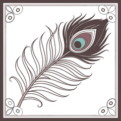 illustration of feather